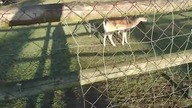Afera mleczna w zoo całe te ogółem