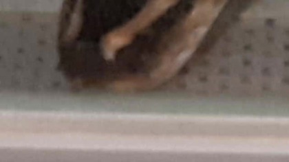 Wei Li (ball python) yawns 