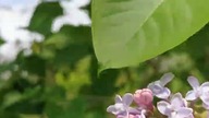 #bez #kwiaty #kwitnienie #ogród #działka #drzewo #shorts #short #shortvideo #shortsviral #wiosna2023