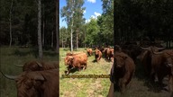 Miała być godzina, a wyszły dwa dni #szkockiekrowy #highlandcattle #byki #bulls