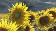  9. BBC Life: Plants (2009) [PL] [2K]