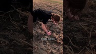 Pompki z poświęceniem!
