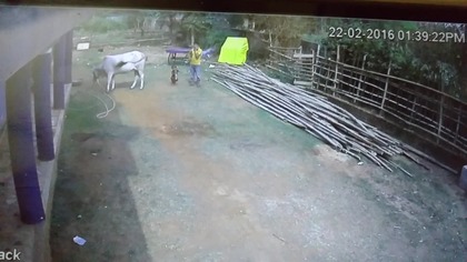 Indie: Dziewczyna zaatakowana przez krowę