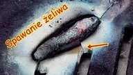 Jak spawać Żeliwo elektrodą otuloną / problemy i rozwiązania.