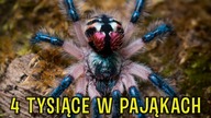 RARYTAS! Typhochlaena CURUMIM + Typhochlaena SELADONIA i inne