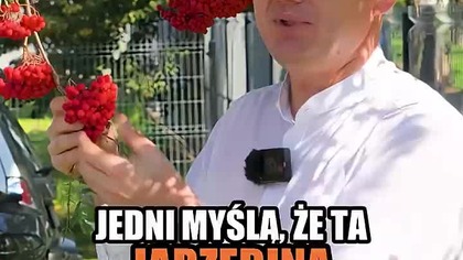 Co zrobić z jarzębiną po zebraniu?