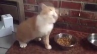 Toxocara cati - glista kocia - OBJAWY infekcji