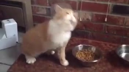 Toxocara cati - glista kocia - OBJAWY infekcji