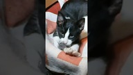 Nawyki z dzieciństwa zostają na całe życie  #shorts #kot #kotek #kittens #funny #funnycats #meow