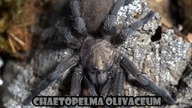Chaetopelma olivaceum - EUROPEJSKI PTASZNIK!