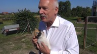 Dowcip o lewicowych kociętach ☺