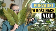 nieWIELKIE porządki przed świętami.  Vlog, roslinne aktualizacje Listopad