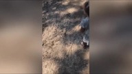 LiveLeak - Adorable 2-year-old girl is very tired of deer bothering her