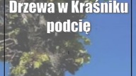 Drzewa w Kraśniku podcięte na jeża.  Zieloni chcą zobaczyć ekspertyzy
