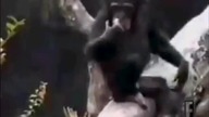 Monkey Smells Finger and Falls Out of Tree