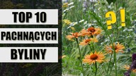 Pachnące BYLINY do ogrodu i na balkon