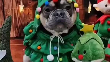 Żabka Secik, do Świąt nie daleko.