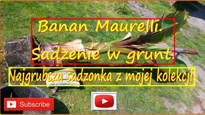 #222- Cz. 1- Szybko rosnący banan Ensete V.  Maurelli w Polsce.  Sadzenie