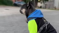 Słodka Istotka.