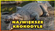 10 NAJWIĘKSZYCH KROKODYLI