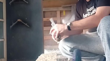 Fasola mung  #birds #fus #pigeon #egzotyka