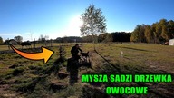 Sadzenie drzewek owocowych. Jak sadzić drzewka?Jak wybudować dom.