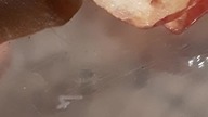 Veronicella Tobago slug eating 