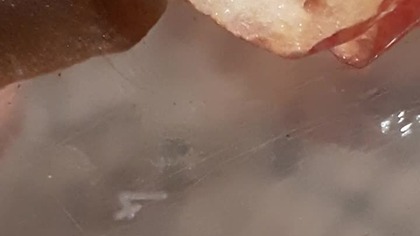 Veronicella Tobago slug eating 