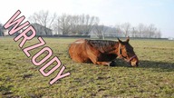 Wrzody u koni