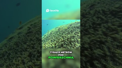 HACON Project Odkrywamy Arktykę 4000 Metrów Pod Powierzchnią #dokument #ciekawostki #tajemnice