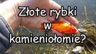 Skąd się wzięły złote rybki w kamieniołomie?