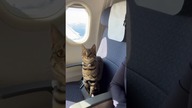 cat trip