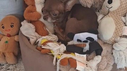 Tolek się budzi # #chihuahua