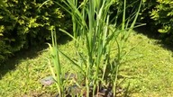 #shortsMiscanthus lutarioriparius jednak zrobił skok w bok