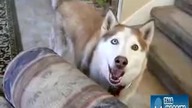 Mówiący pies husky