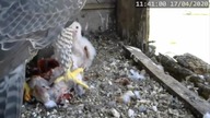 Sokoły zajadają kurczaka na obiad