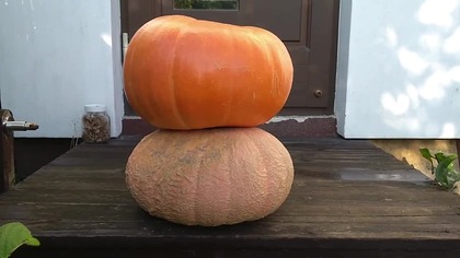 Pomysły na dynie Halloween?