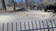 Wikunie Andyjskie / Andean Vicugnas (Zoo Warszawa)