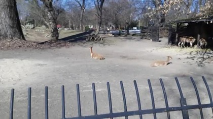 Wikunie Andyjskie / Andean Vicugnas (Zoo Warszawa)