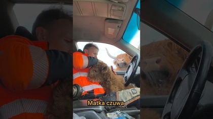 To tylko fragment - reszta jutro na kanale.  Nowy blog o 9:00 #nowe #cielaki