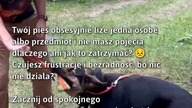 Pies liżący obsesyjnie? Sprawdź, jak to zmienić!  
#Psy #ObsesjaLiza #TreningPsa