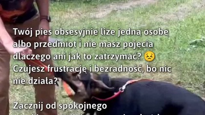 Pies liżący obsesyjnie? Sprawdź, jak to zmienić!   
#Psy #ObsesjaLiza #TreningPsa