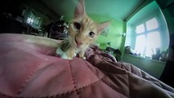 Zabawa z kotem #videocats #cat Eryk #mainecoon #360video