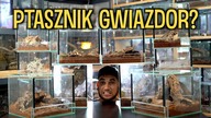 Czy PTASZNIKI ZAJĄCA będą sławne?! 