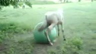 Koń Gra Piłke i to jak