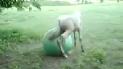 Koń Gra Piłke i to jak
