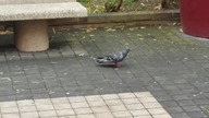 Gołąb z Wehrmachtu