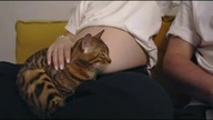 pregnancy, kittens