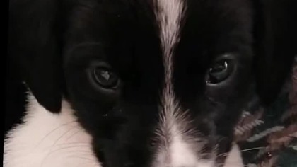 Baby dog | william the puppy #cute #puppy #shorts #4k #viral