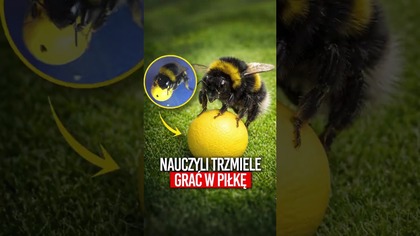 Nauczyli trzmiele grać w piłkę